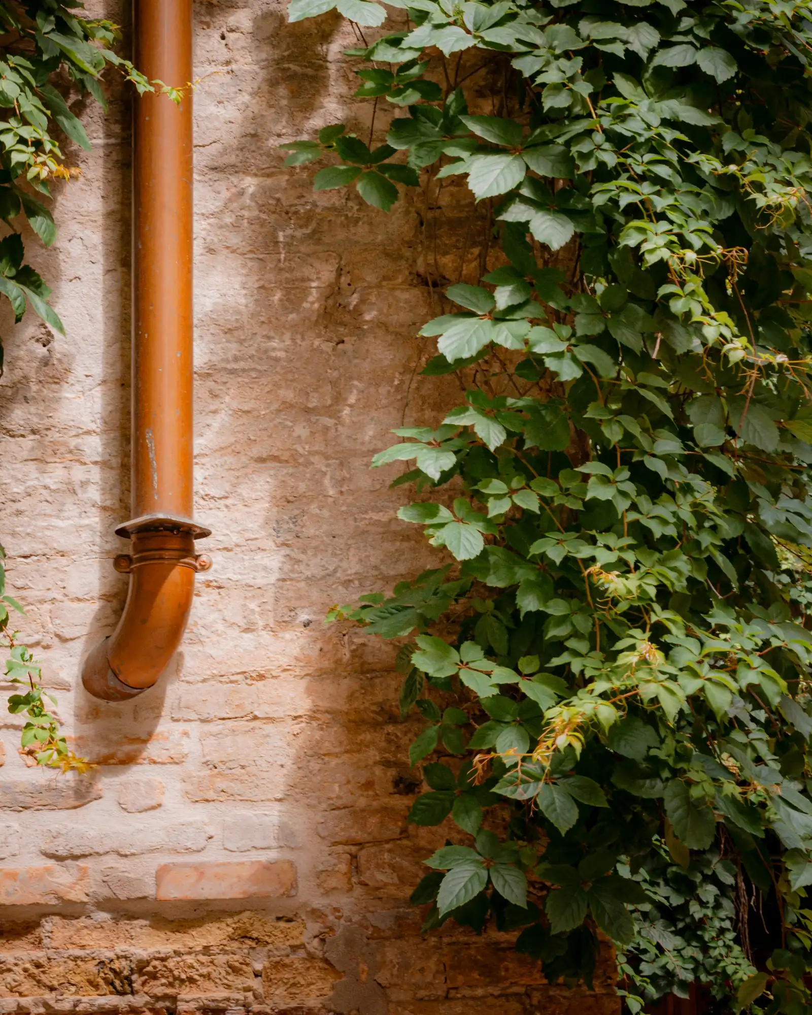 Copper downspout running down a brick wall beside climbing vines, turning out at the bottom