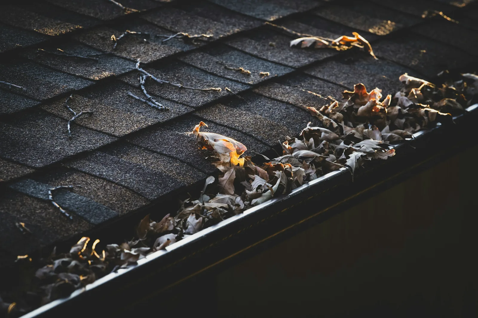 Dry leaves collecting in an open gutter along a shingled roof